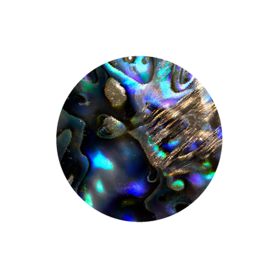 Abalone Shell